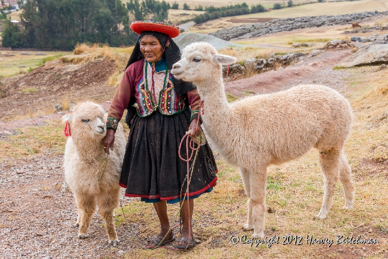 2663 Quechua woman with Llamas.jpg